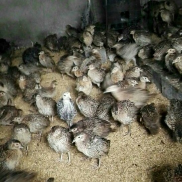脱温山鸡苗60~70克脱温苗