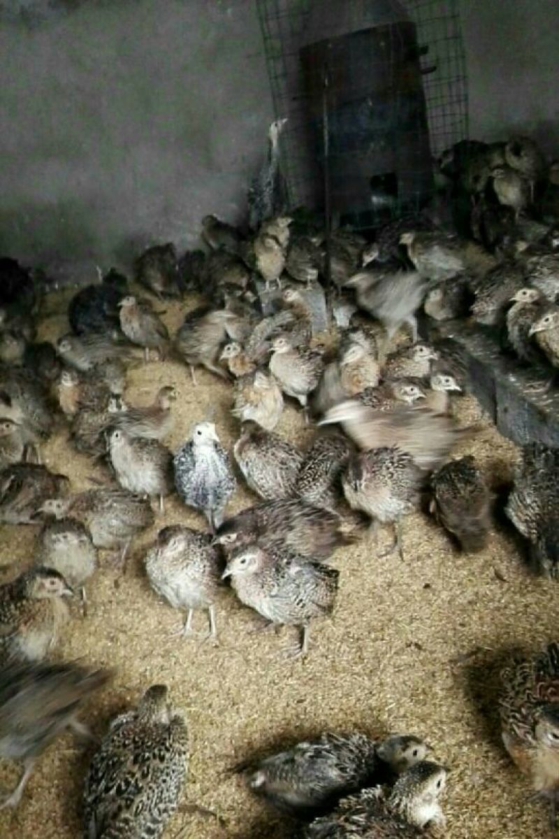 脱温山鸡苗60~70克脱温苗
