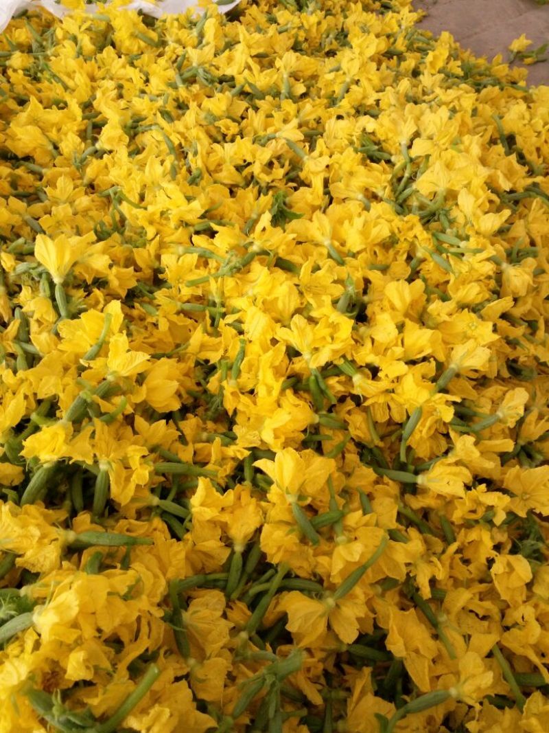 精品鲜花青瓜花黄瓜花