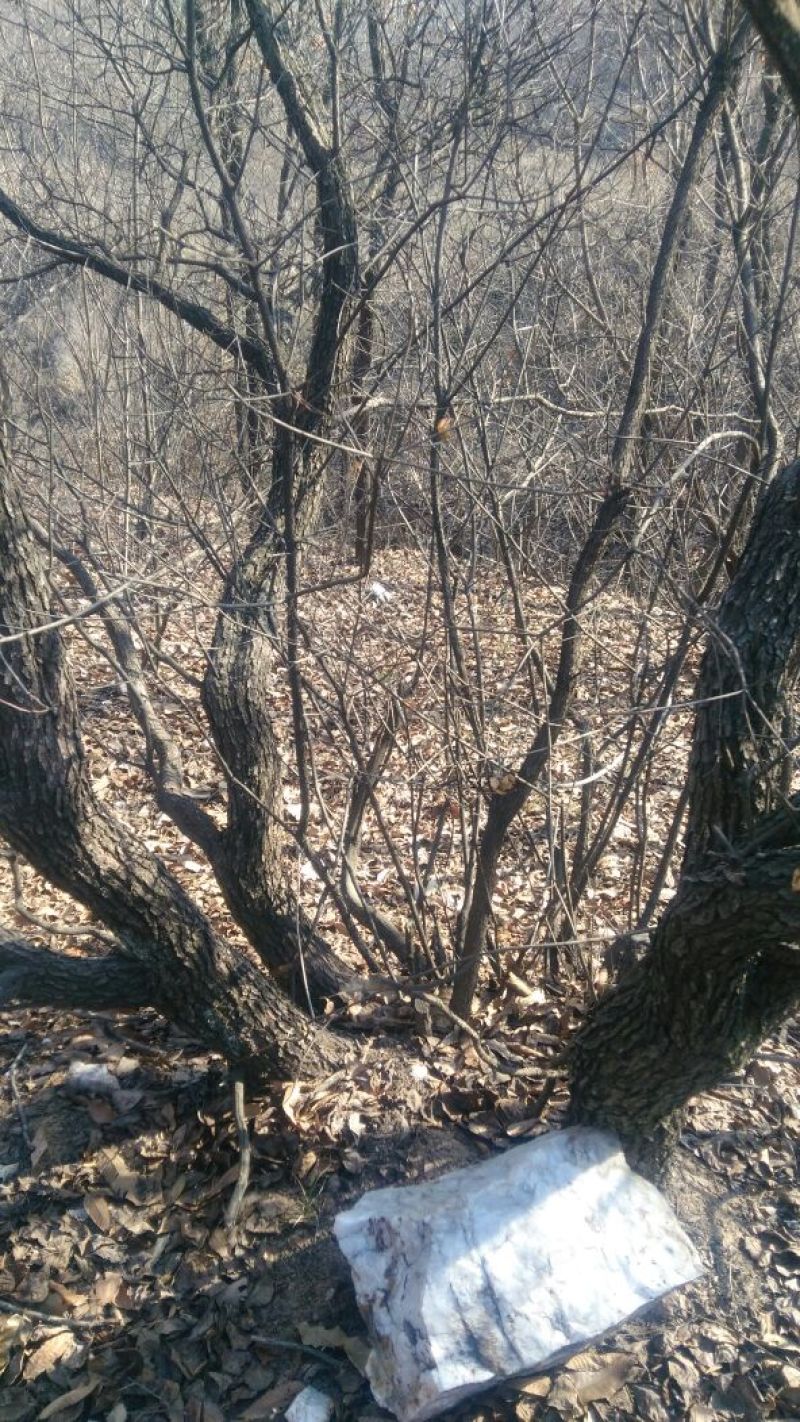 黄栌6~8cm3~3.5m