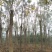 黄山栾树