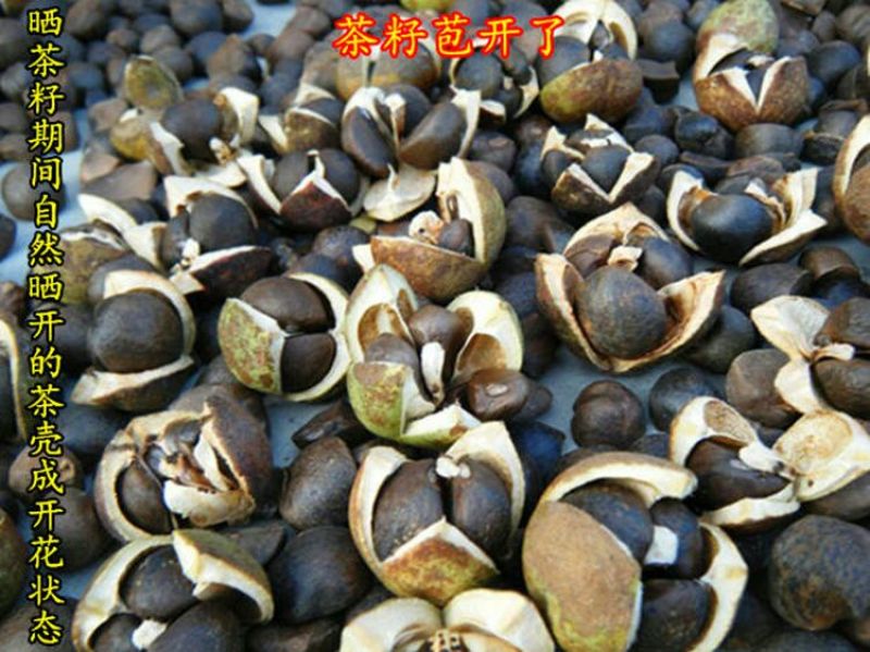 山茶油500ml