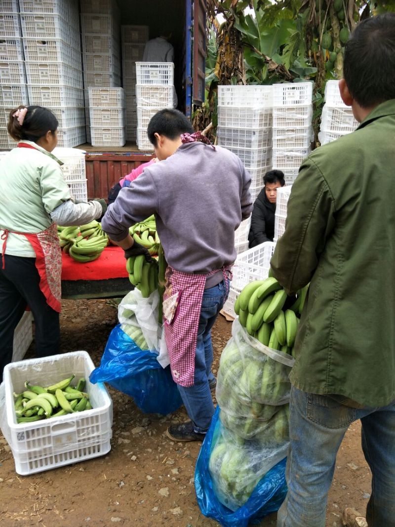 威廉斯香蕉八成熟