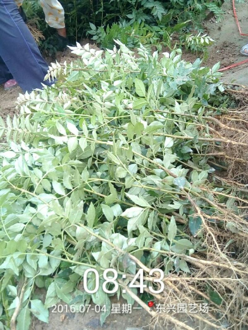 花椒苗0.5~1年