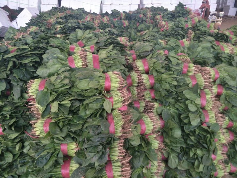 大叶菠菜20~25厘米