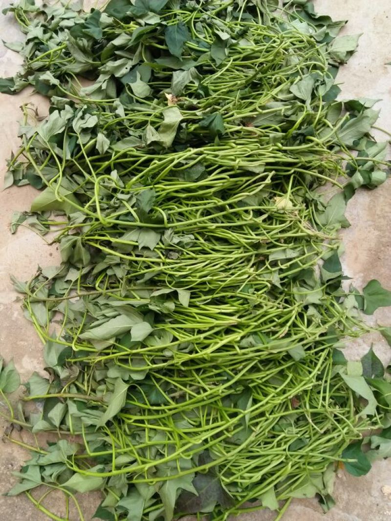 商薯19红薯苗15~25cm