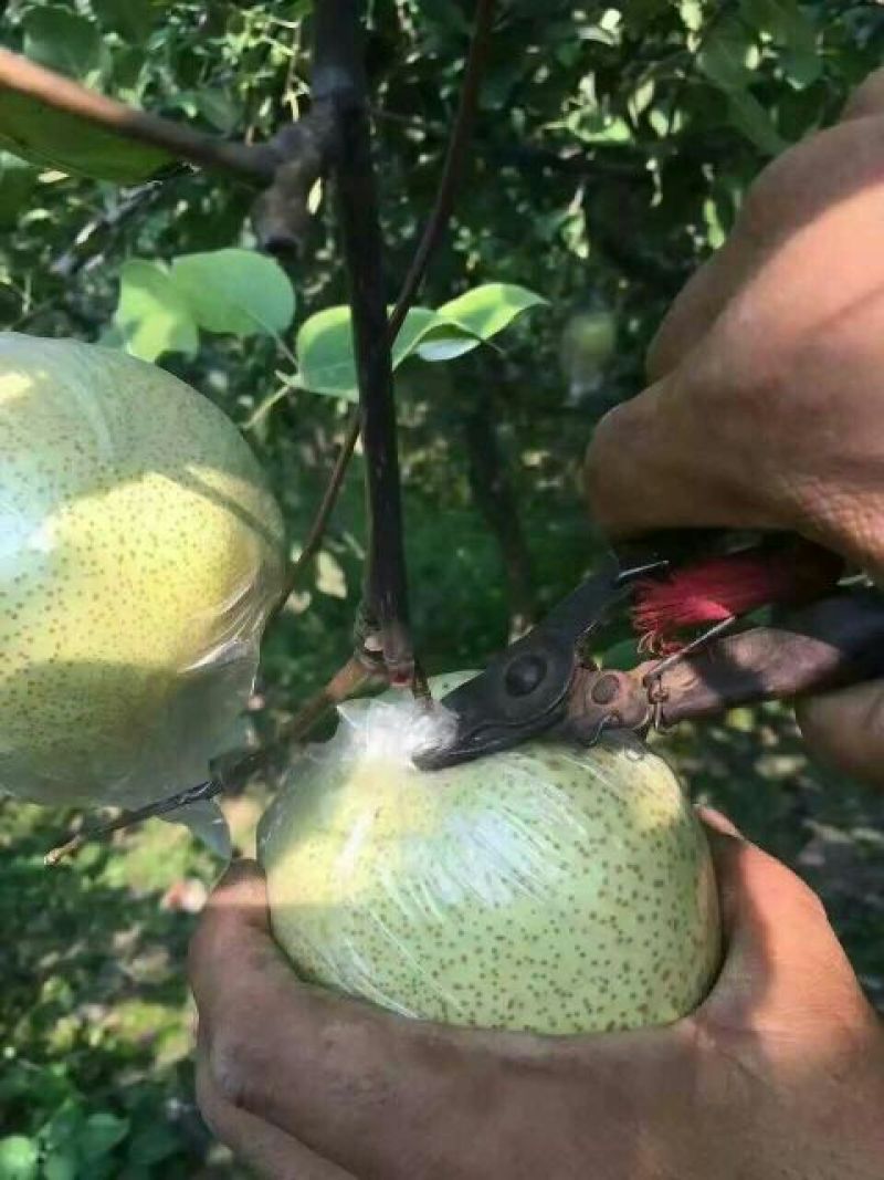 酥梨膜袋