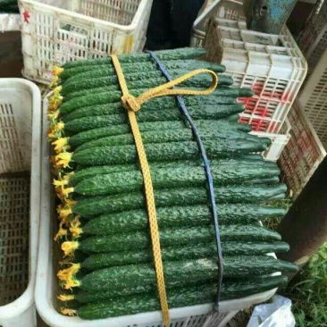 黄瓜油亮黄瓜现货供应对接商超电商