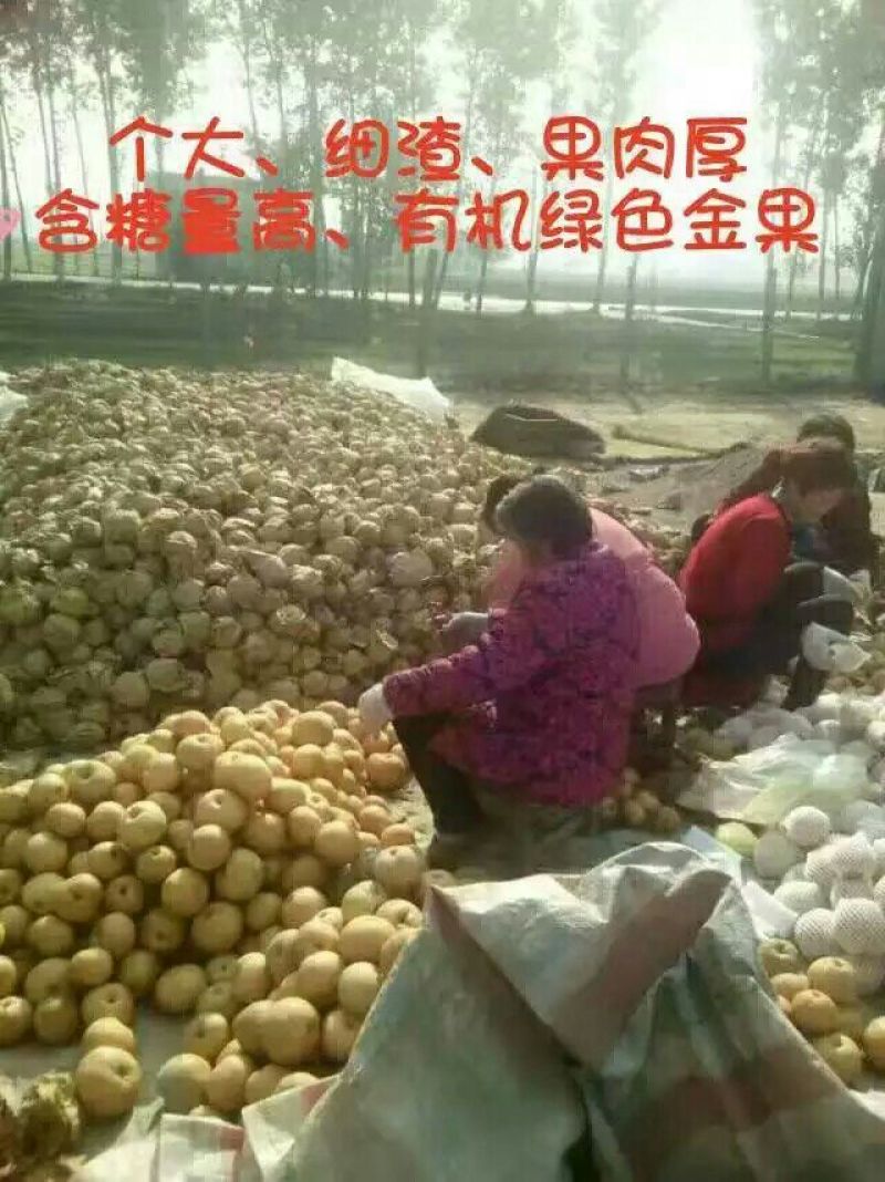 沙澧特晚秋黄梨350~400g纸箱