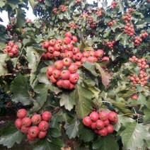 大金星山楂蜜饯，打浆果，山楂片