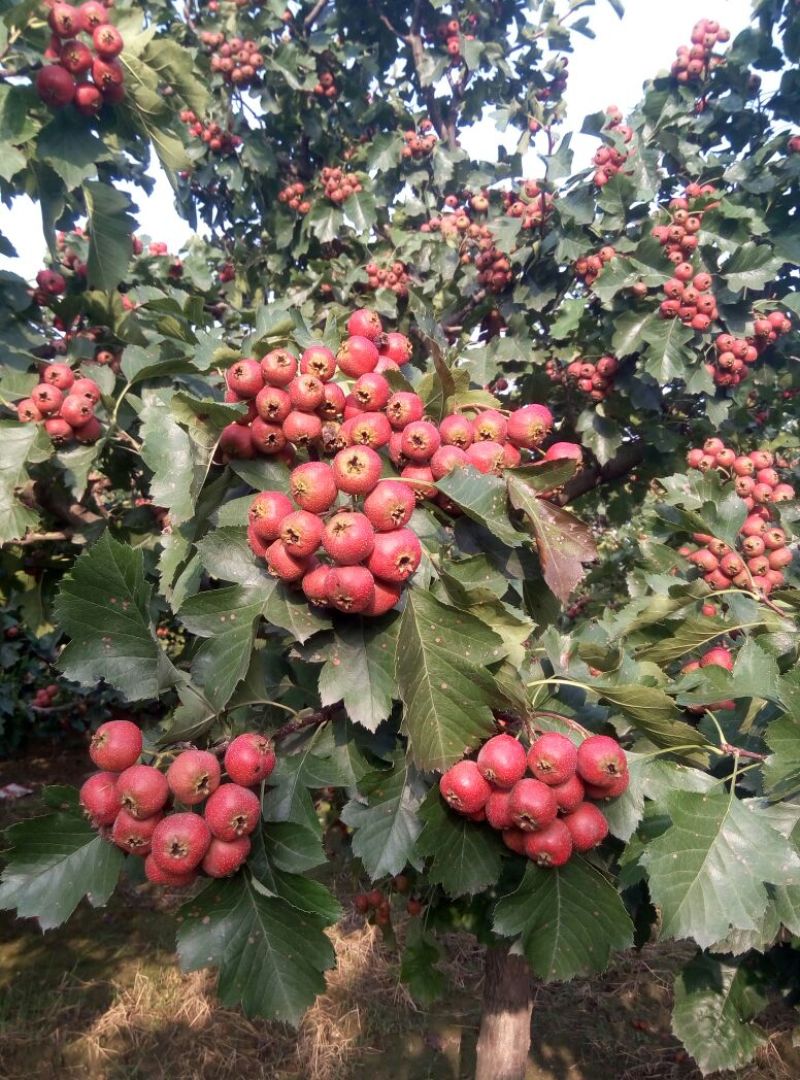 大金星山楂蜜饯，打浆果，山楂片