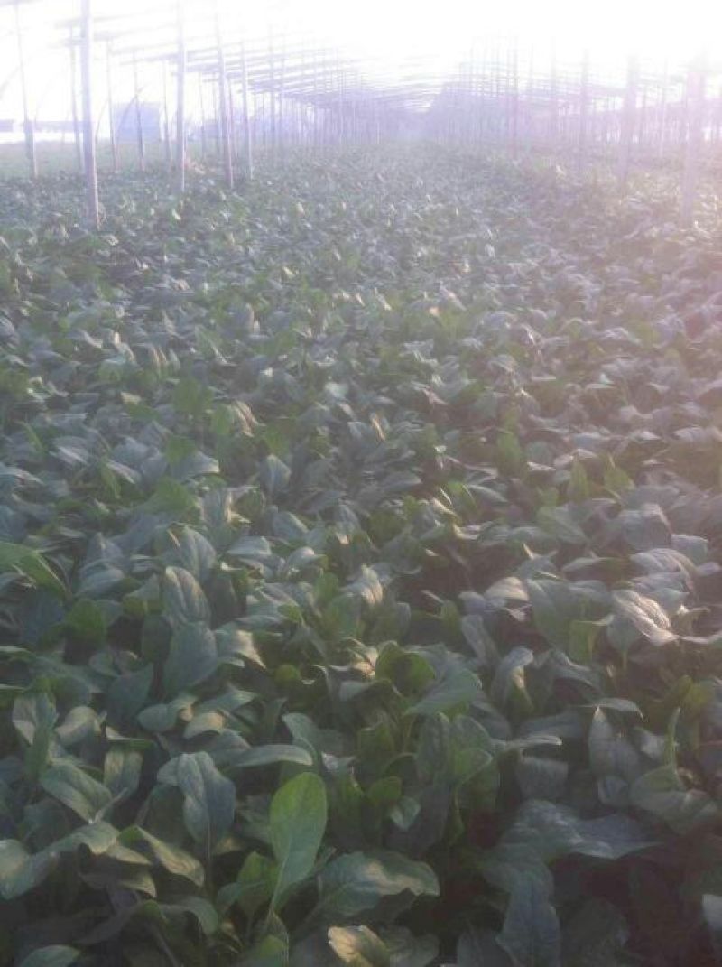 菠菜15~20厘米
