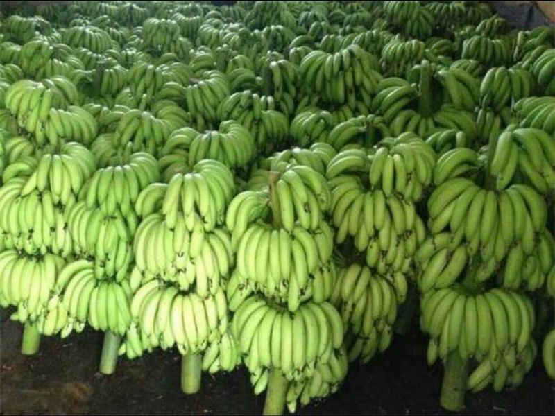 香蕉七成熟