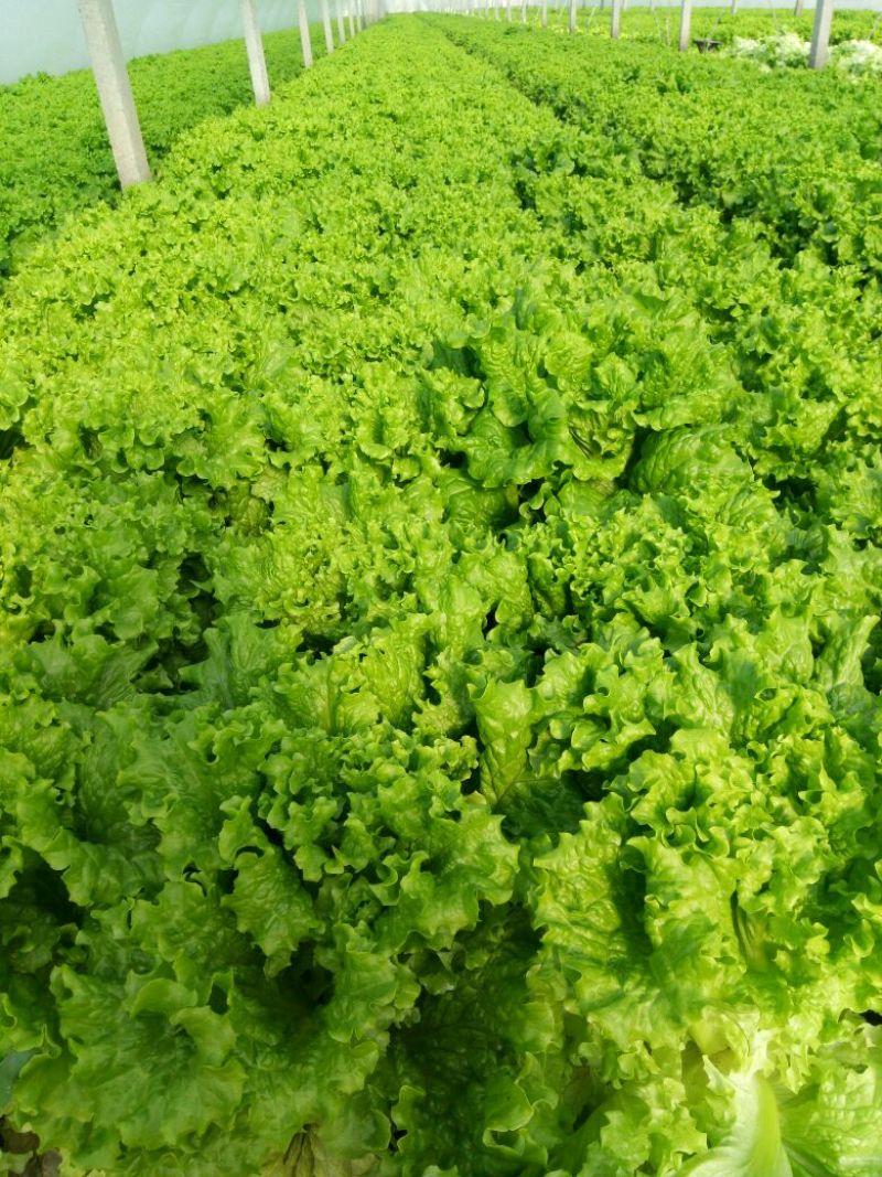 山东寿光精品生菜，大量上市，质量保证，货发全国，商超品