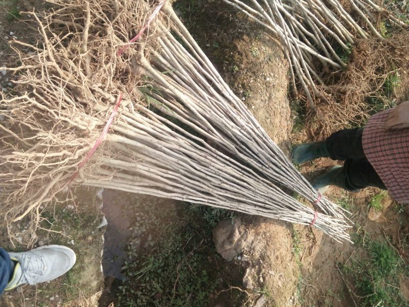 银杏苗80~1.5cm高，根好树壮，价格便宜，