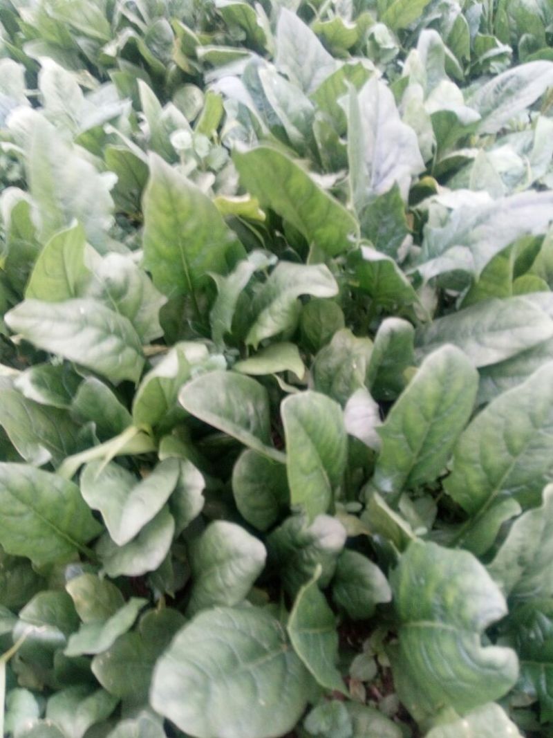 小叶菠菜15~20厘米