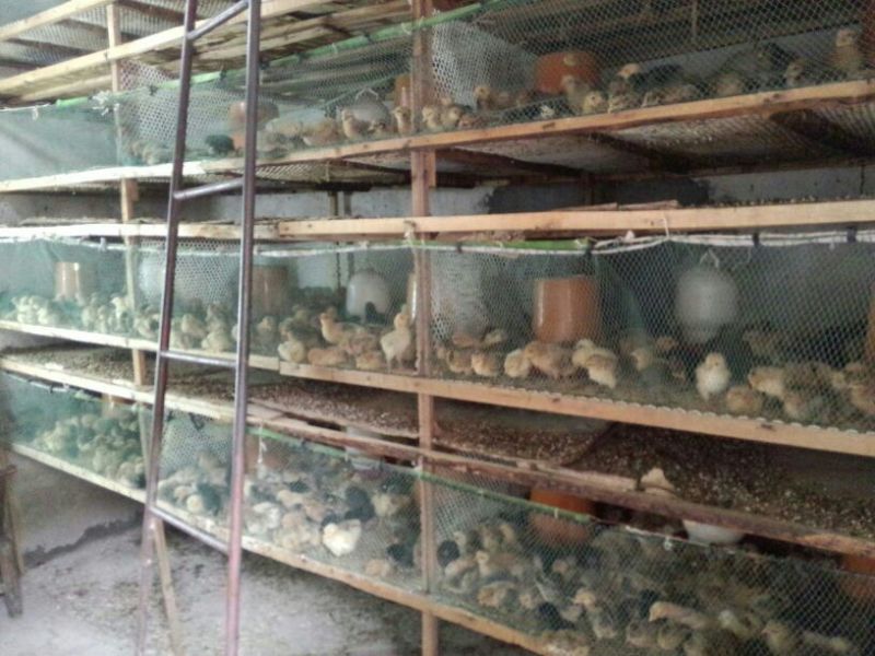 土鸡苗1斤以下
