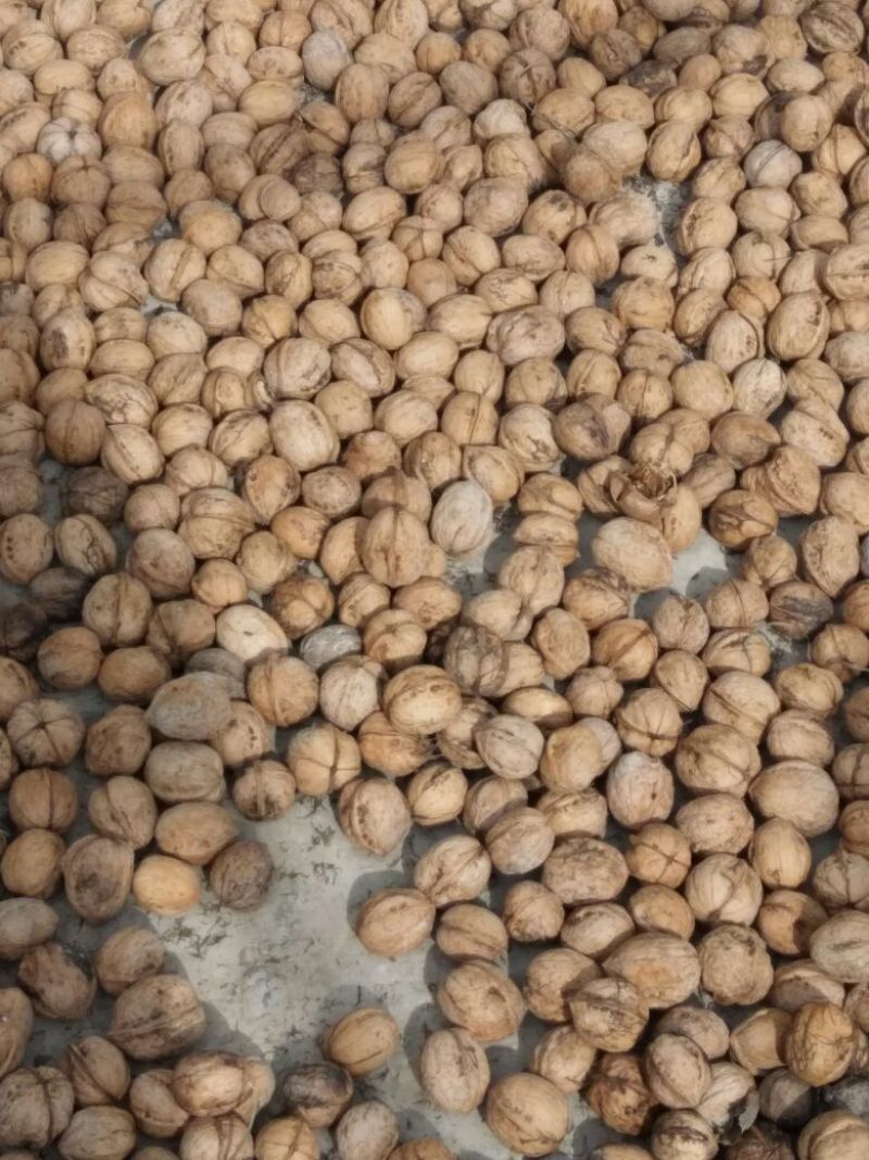 薄皮核桃40mm以上去皮