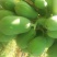 木瓜0.5~1斤