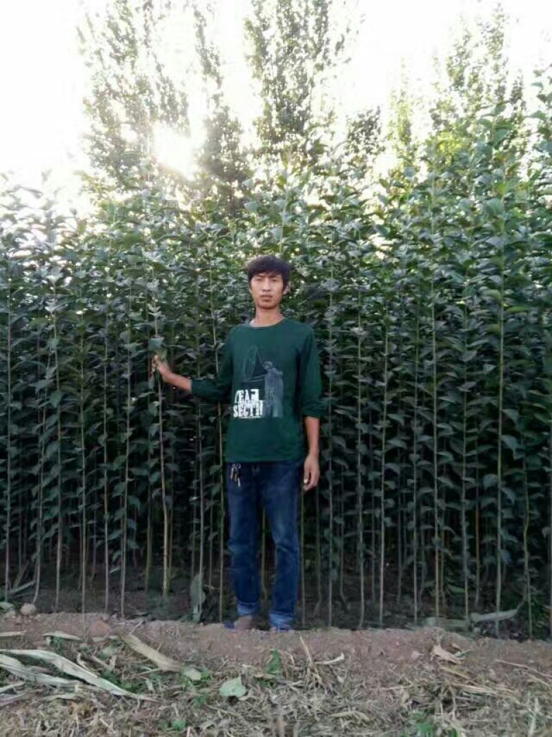 大叶女贞4cm以下