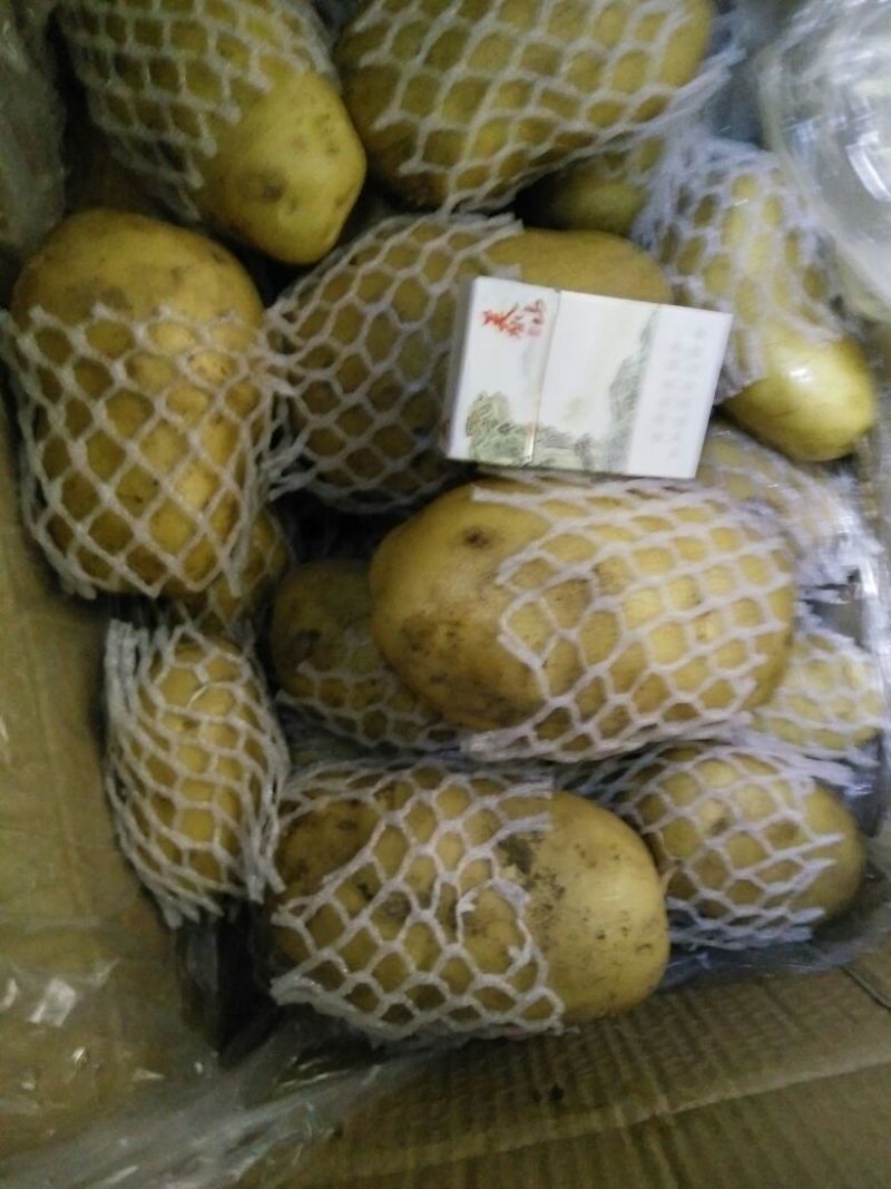 荷兰十五土豆