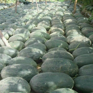 伽师瓜7斤以上椭圆形