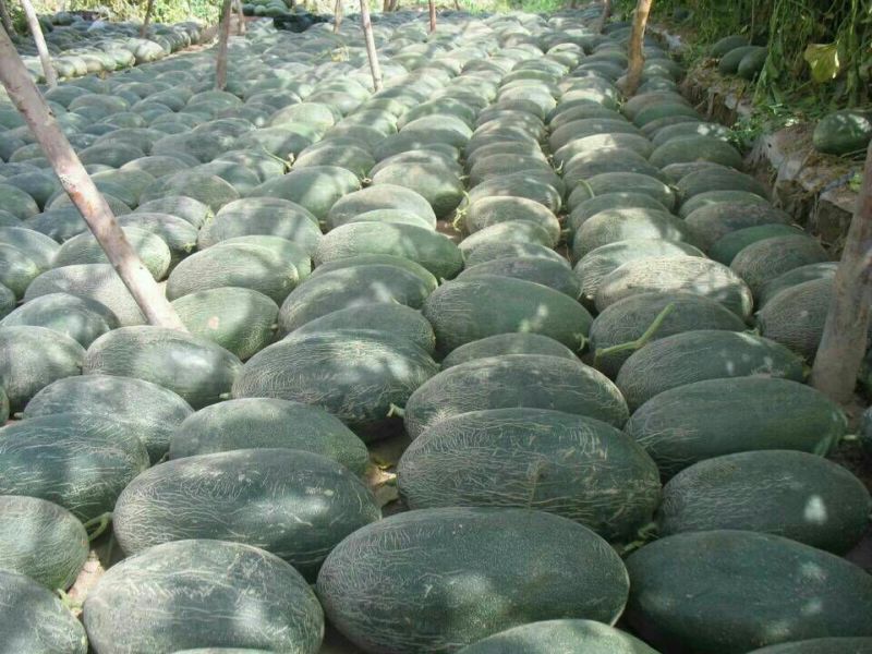 伽师瓜7斤以上椭圆形