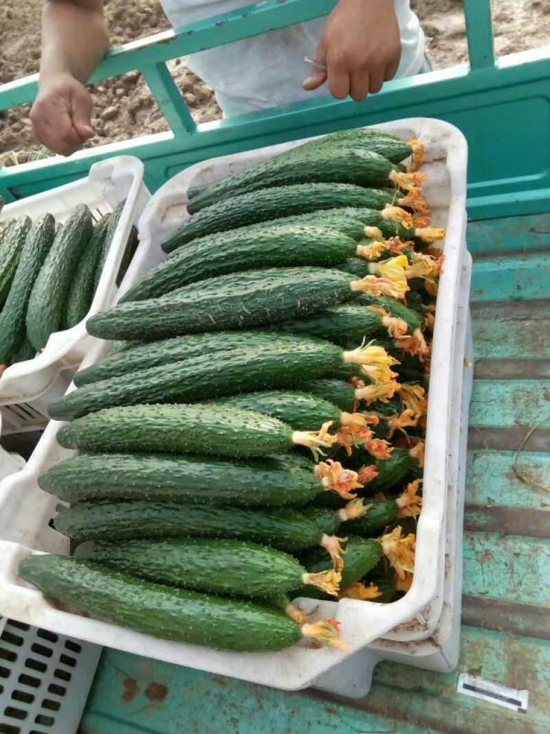 山东莘县精品黄瓜商超**电商对接一条龙服务