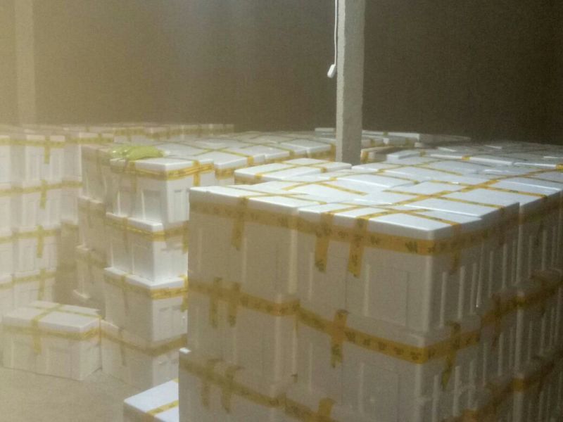 绿皮西葫芦0.8斤以上