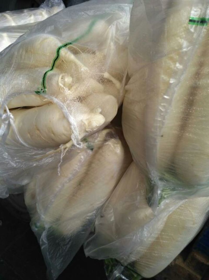 白皮白萝卜2~2.5斤起