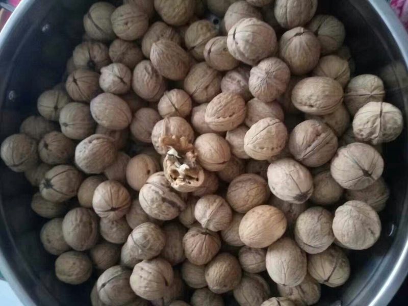 薄皮核桃去皮干