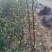 无花果苗波姬红青皮布兰瑞克1-2年