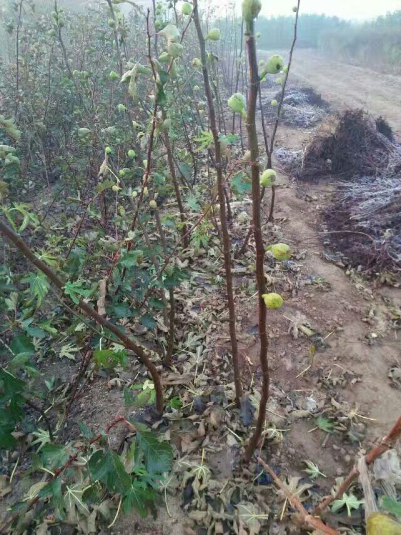 无花果苗波姬红青皮布兰瑞克1-2年
