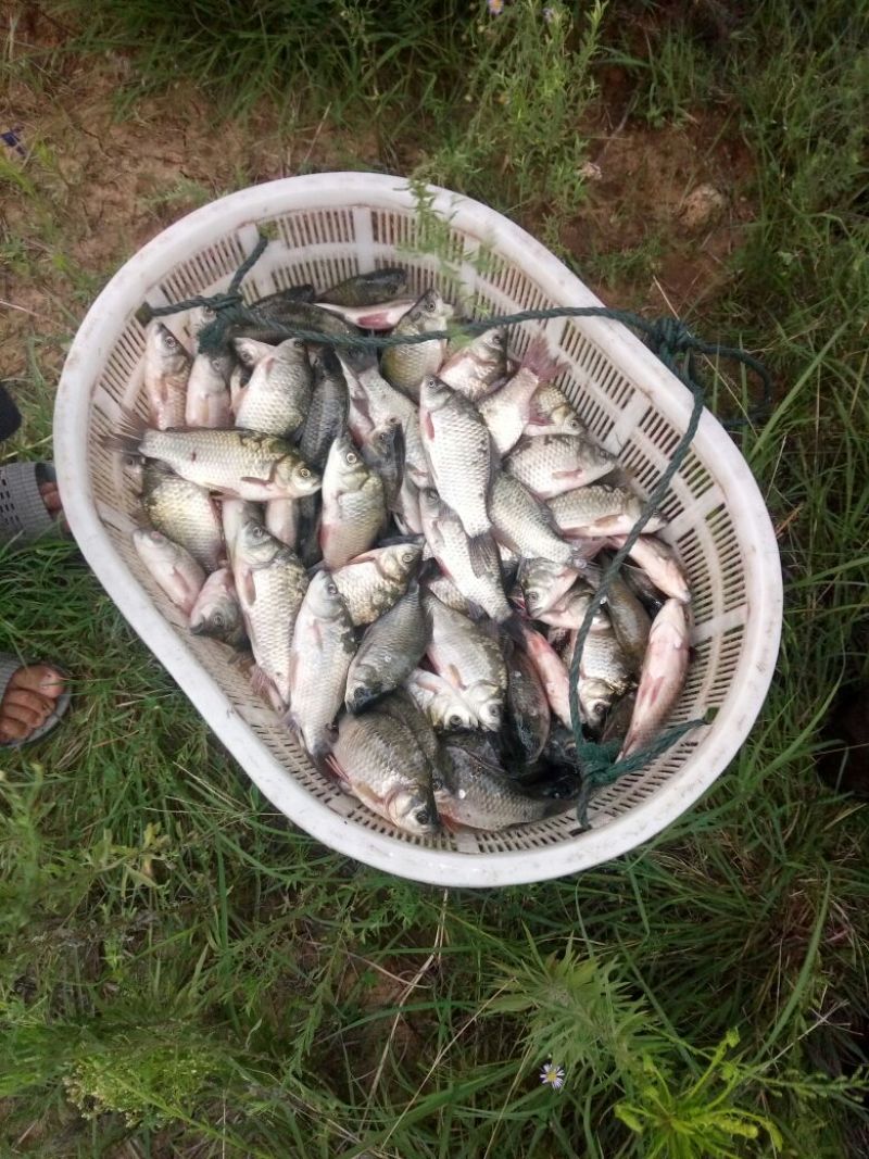 杂交鲫鱼食用