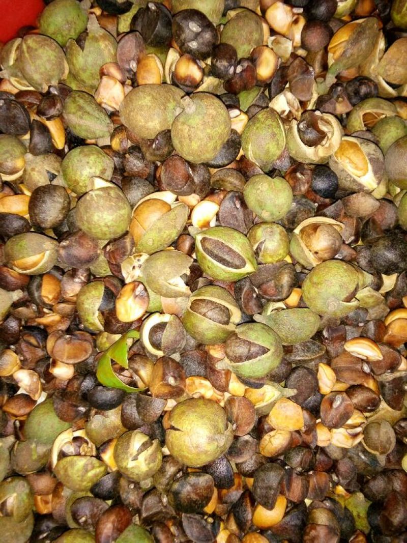 油菜籽2