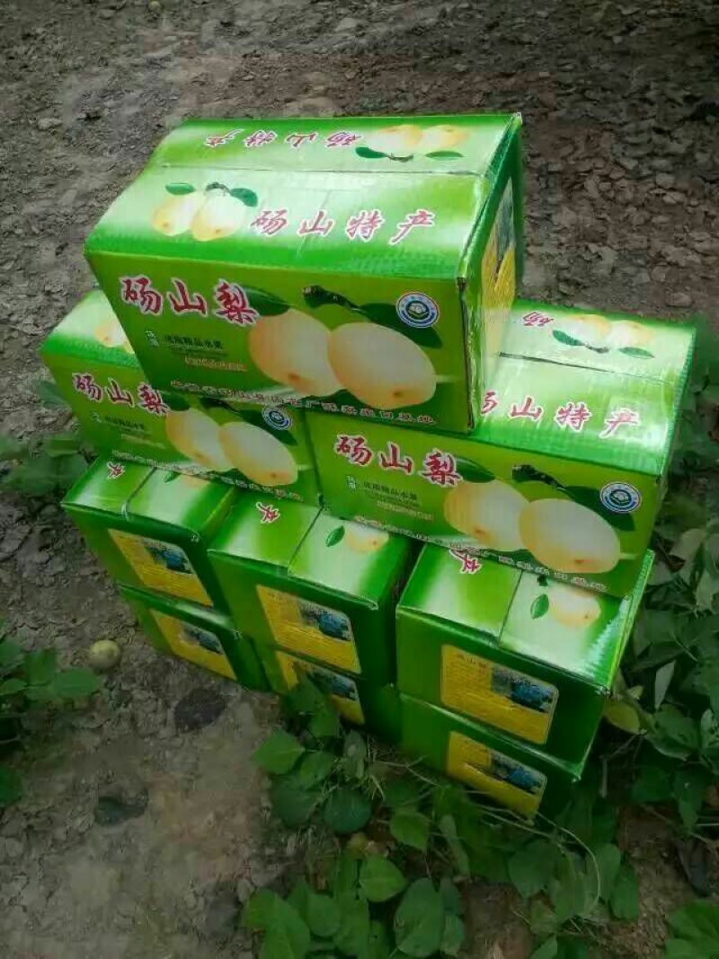 酥梨300~350g光果