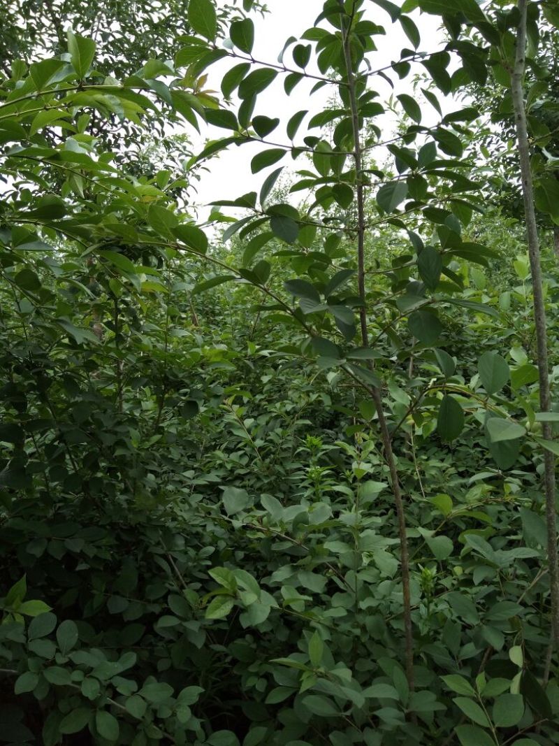 流苏5cm以下
