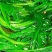 越冬菠菜25~30厘米