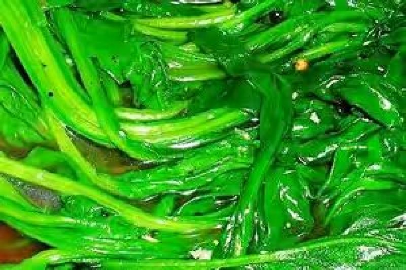 越冬菠菜25~30厘米
