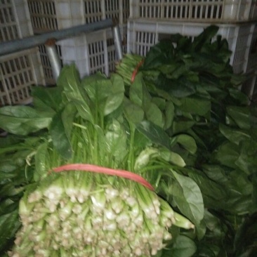 黑叶菠菜25~30厘米
