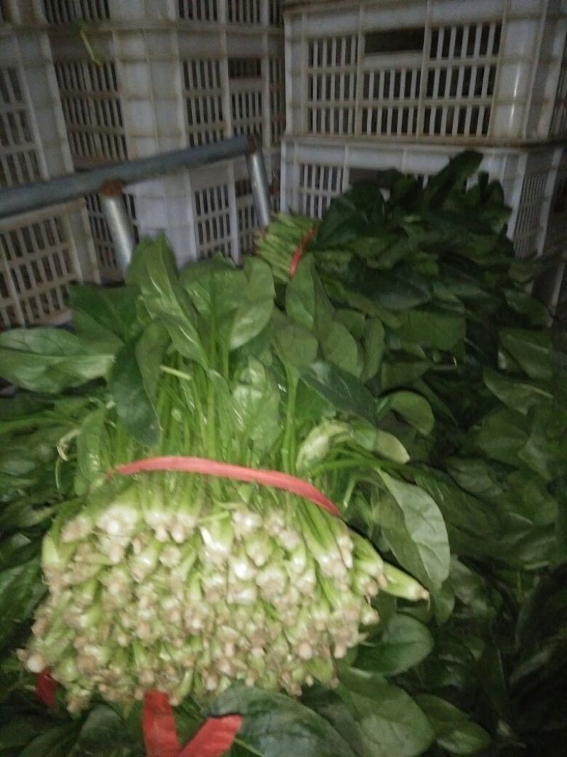 黑叶菠菜25~30厘米