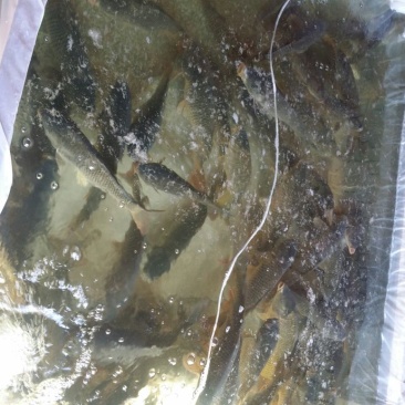 池鲤鱼食用1~2公斤