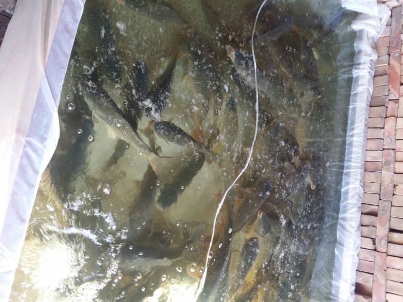 池鲤鱼食用1~2公斤