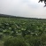 生态甲鱼