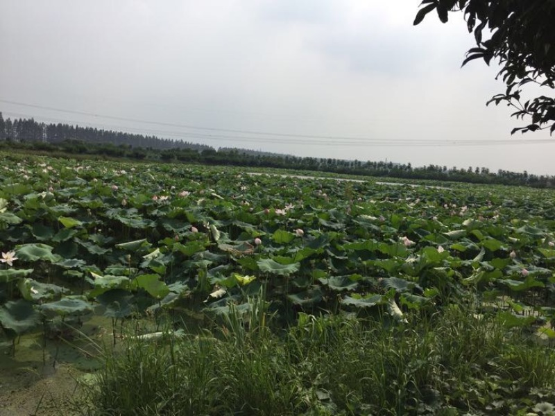 生态甲鱼