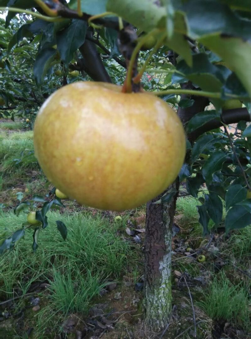 苹果梨250~300g光果