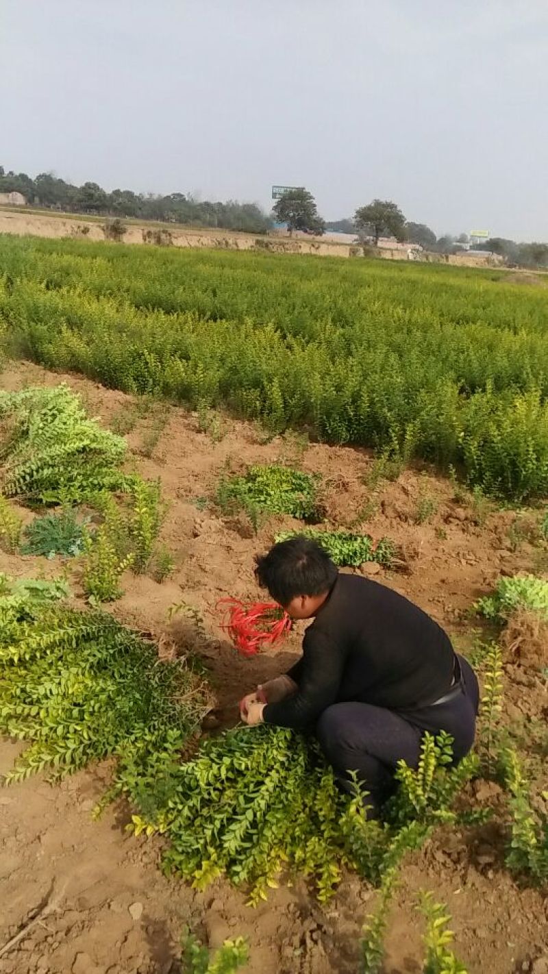金叶女贞4cm以下