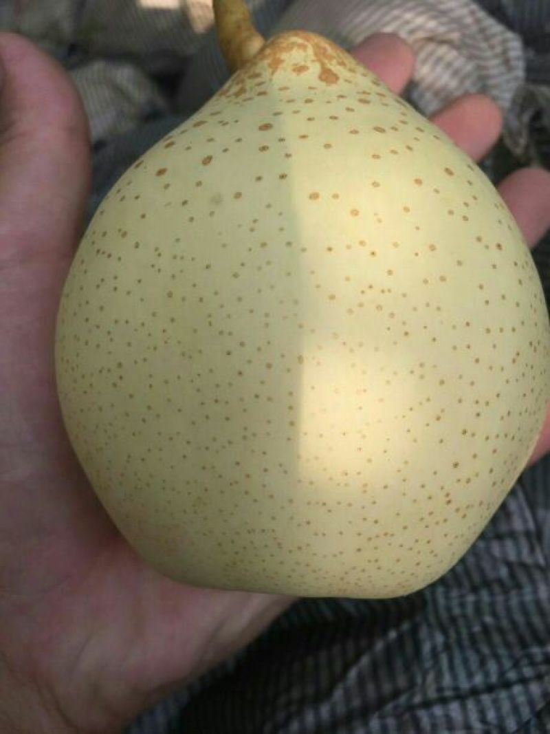 鸭梨350~400g纸加膜