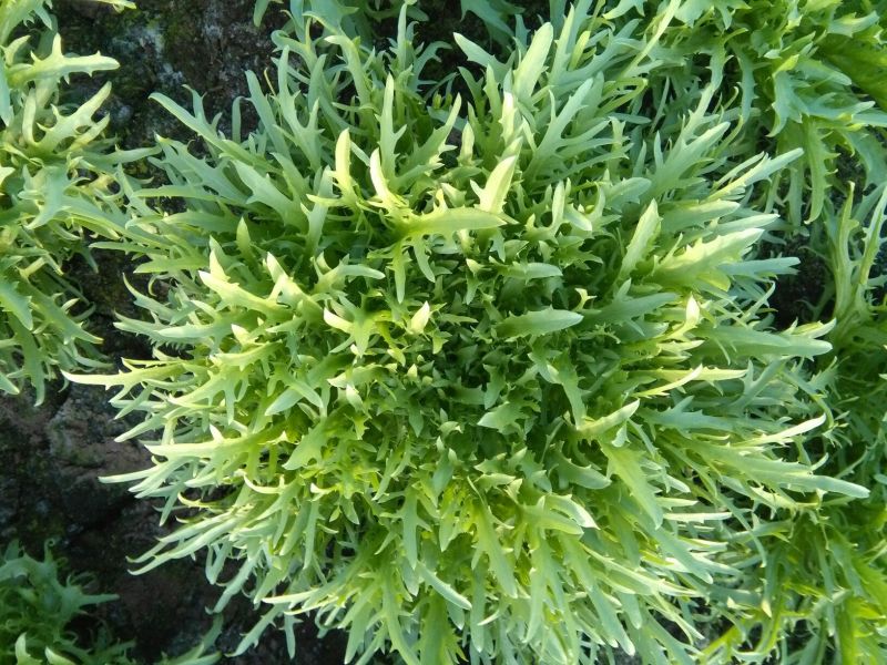 苦菊15~20cm