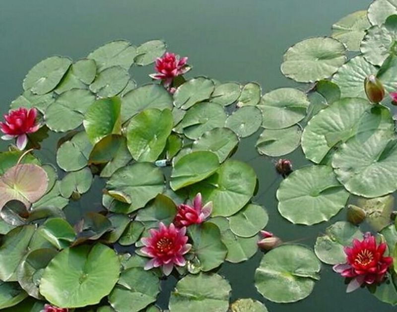 大睡莲睡莲根块见水就活水培植物水生根块